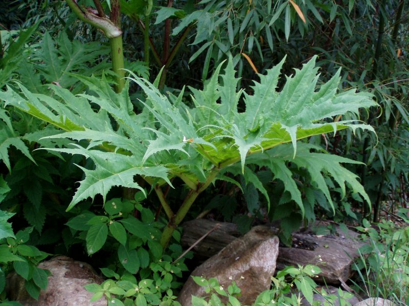 Борщевик Мантегацци Heracleum mantegazzianum