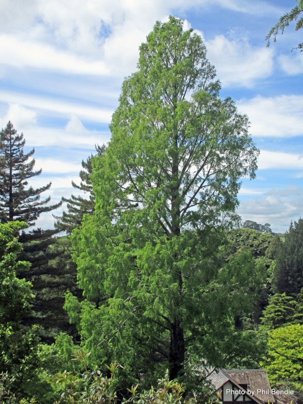 Метасеквойя Metasequoia ogon