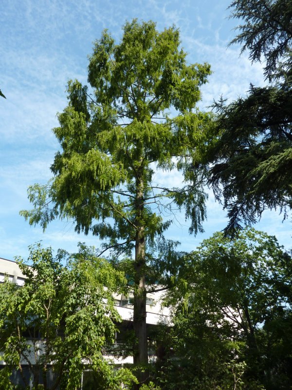 Метасеквойя глиптостробусовая Metasequoia glyptostroboides