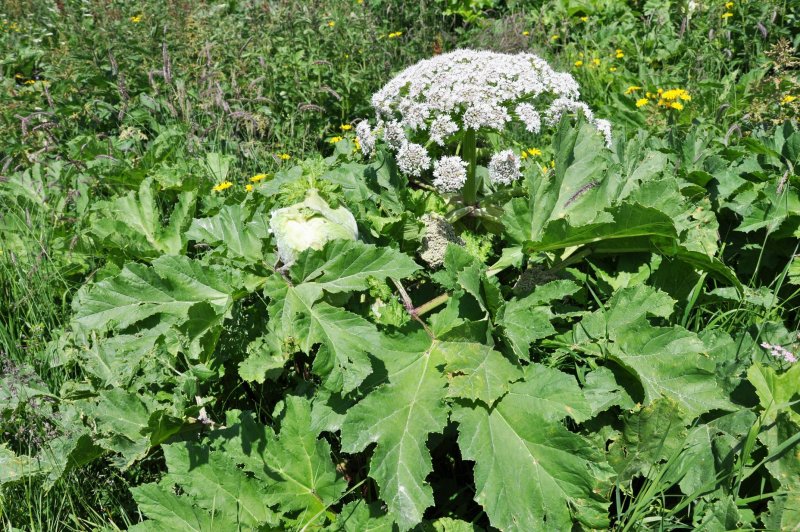 Борщевик Heracleum