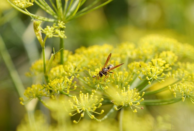 Фенхель обыкновенный Foeniculum vulgare