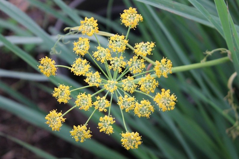 Фенхель. Foeniculum vulgare