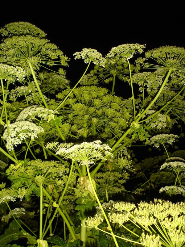 Dangerous Plants