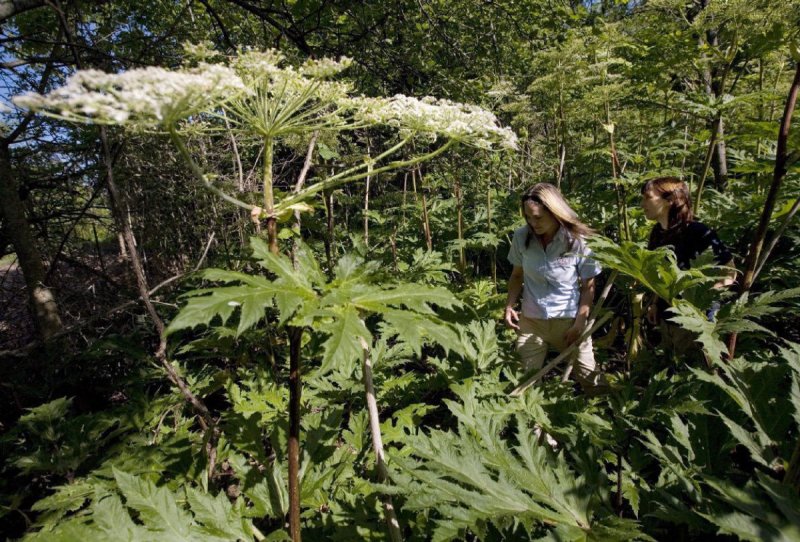 Борщевик Мантегацци Heracleum mantegazzianum