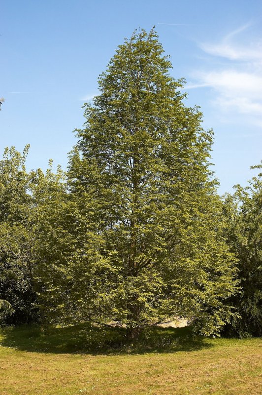 Метасеквойя древнейшая Metasequoia glyptostroboides