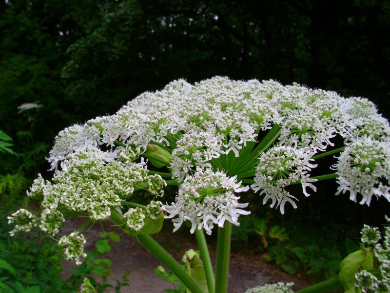 Борщевик Мантегацци Heracleum mantegazzianum