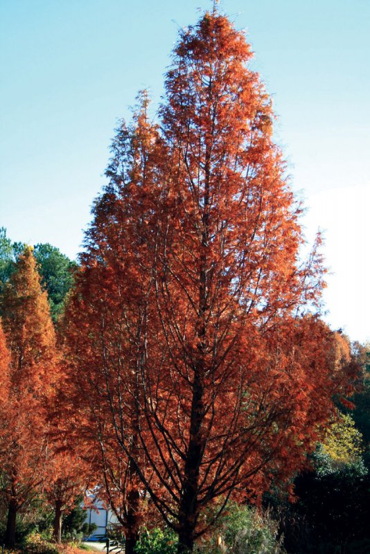 Метасеквойя глиптостробусовая Metasequoia glyptostroboides