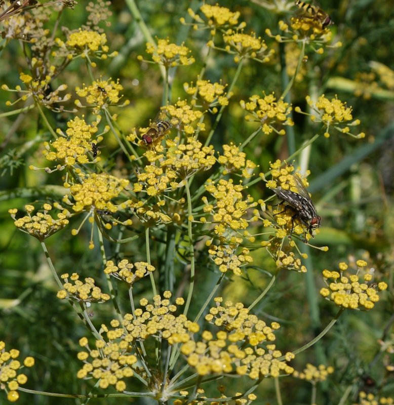 Фенхель. Foeniculum vulgare