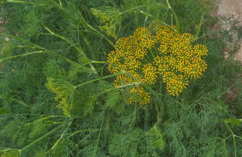 Фенхель. Foeniculum vulgare
