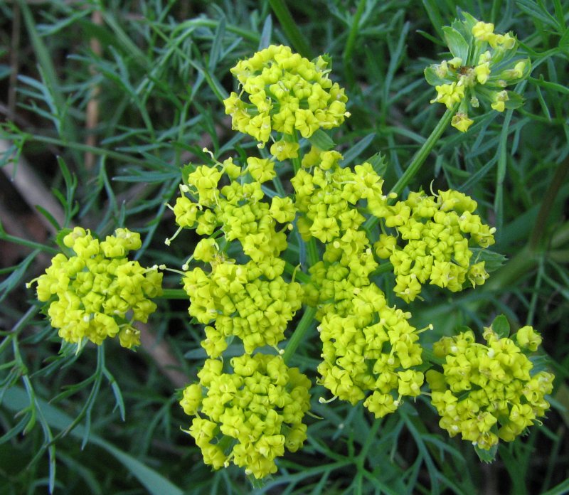 Фенхель обыкновенный Foeniculum vulgare