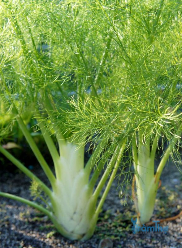Фенхель обыкновенный — Foeniculum vulgare Mill.