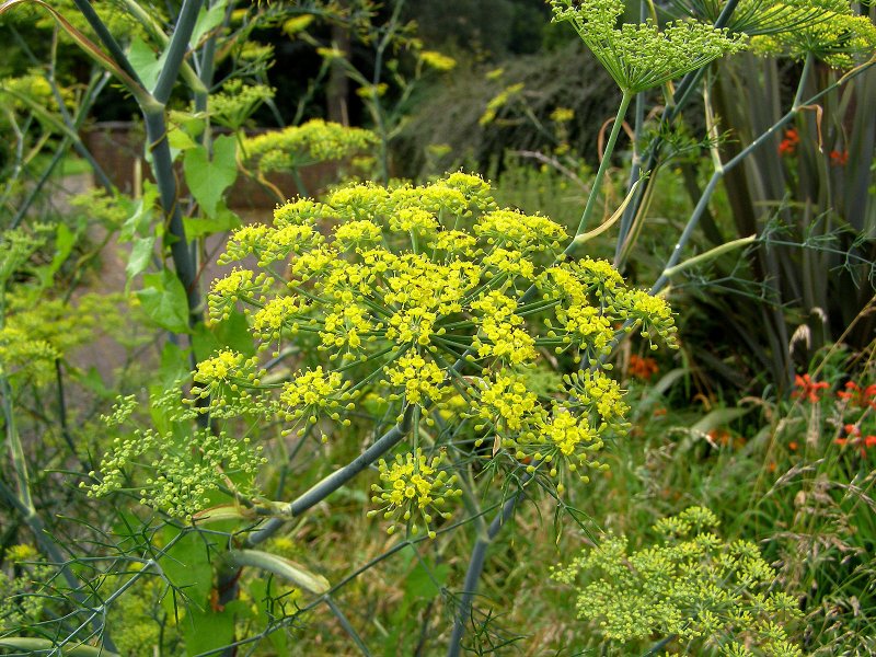Фенхель (Foeniculum)