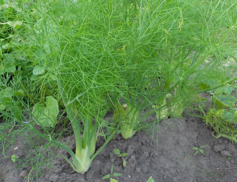 Foeniculum vulgare Mill.