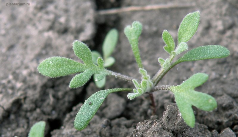 Descurainia tanacetifolia
