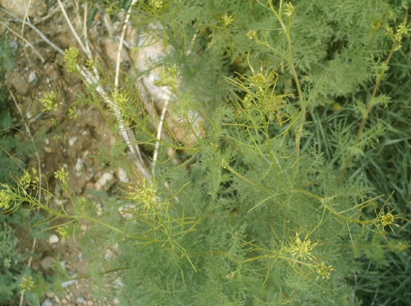Descurainia tanacetifolia