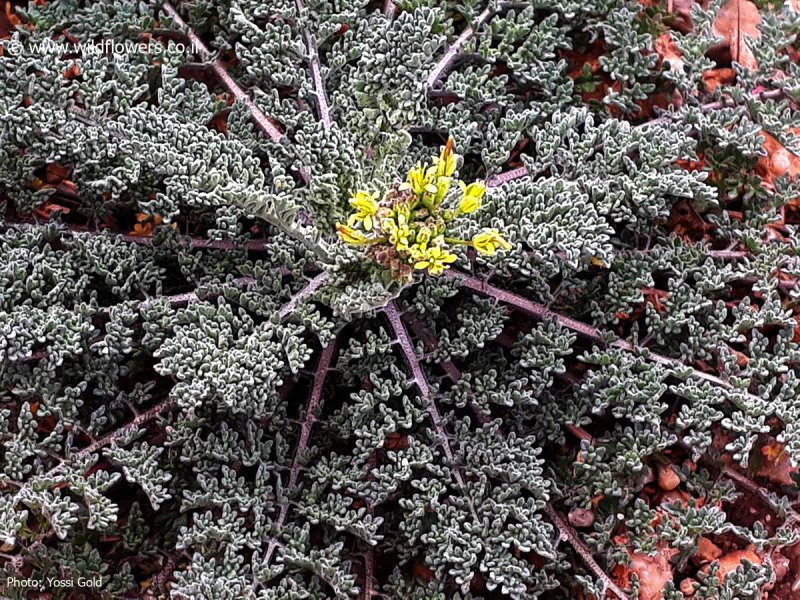 Sisymbrium loeselii
