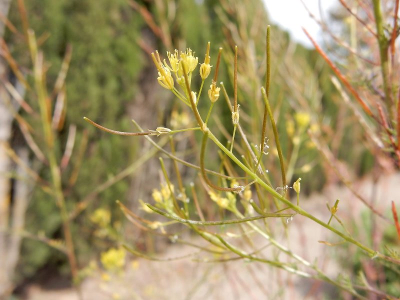 Sisymbrium Sophia