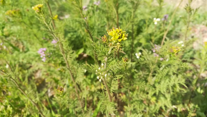 Crossostephium artemisioides