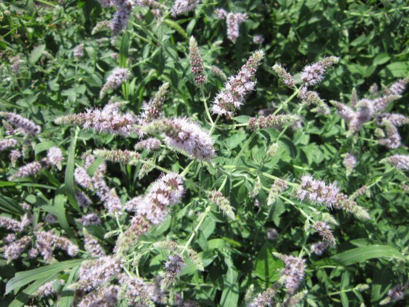 Mentha spicata мята колосистая