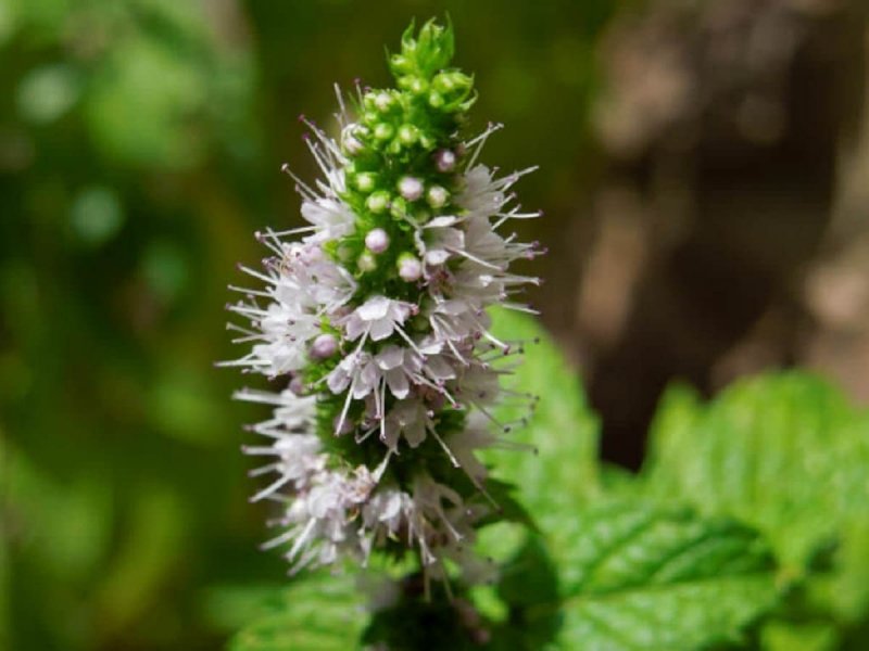 Мята колосистая испанская (Mentha spicata "испанская")