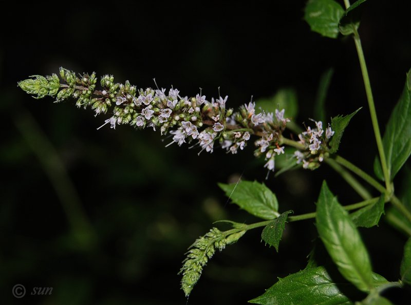 Mentha spicata мята колосистая