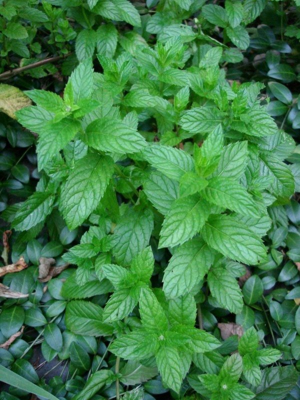 Мята колосковая(Mentha spicata l.)