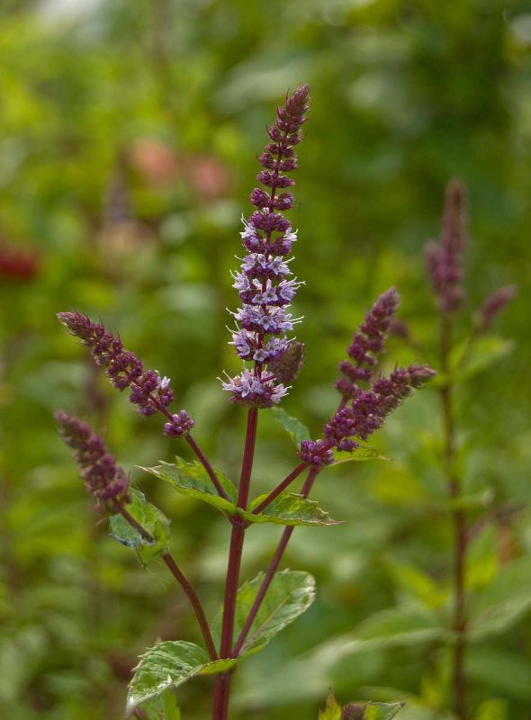 Mentha spicata мята колосистая