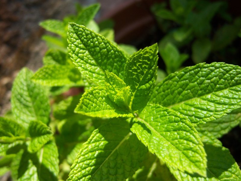 Мята перечная (Mentha piperita)