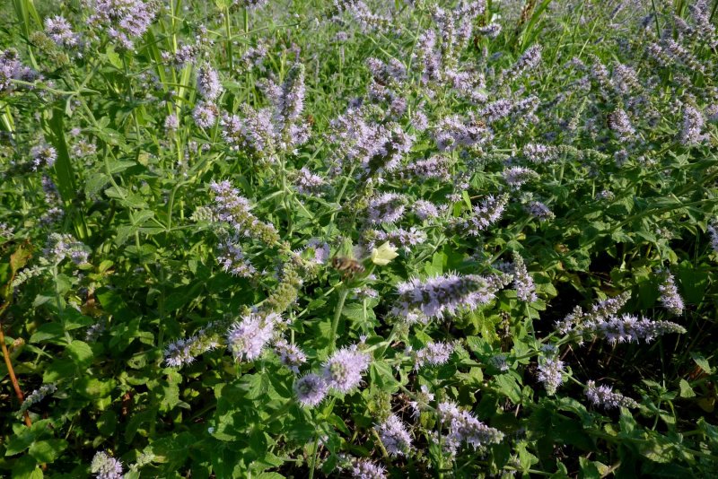 Мята круглолистная Mentha suaveolens