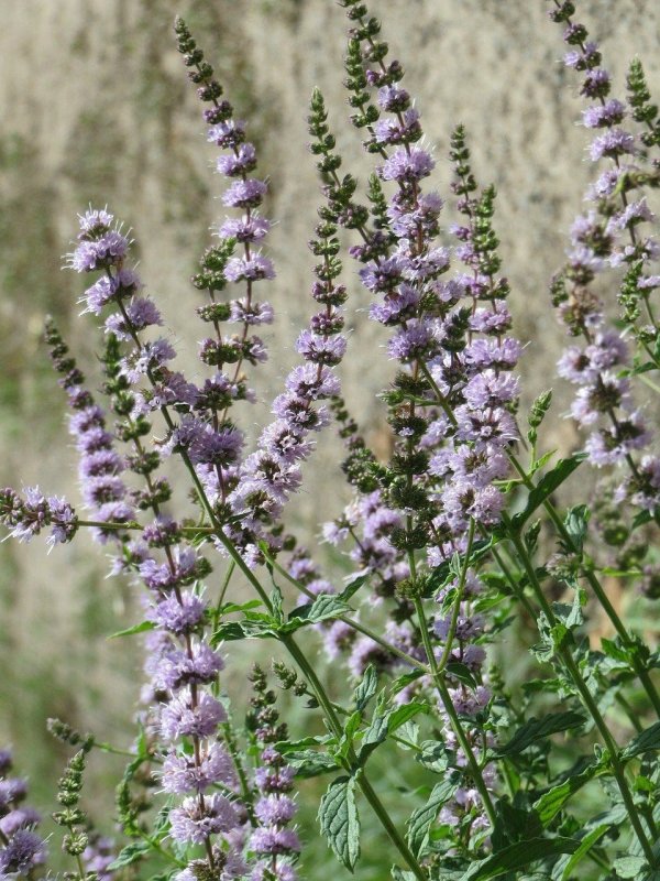 Mentha spicata мята колосистая