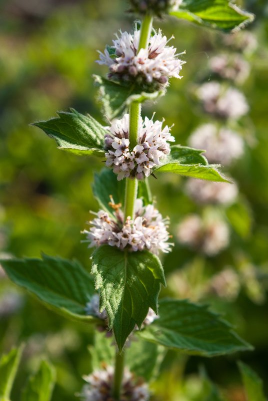 Mentha spicata мята колосистая