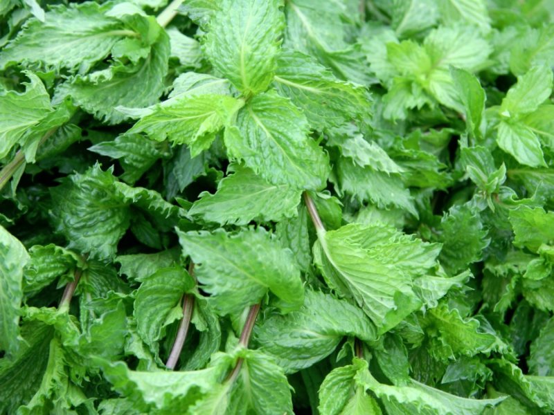 Mentha spicata