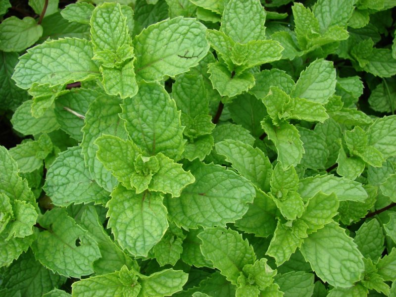 Мята колосковая(Mentha spicata l.)