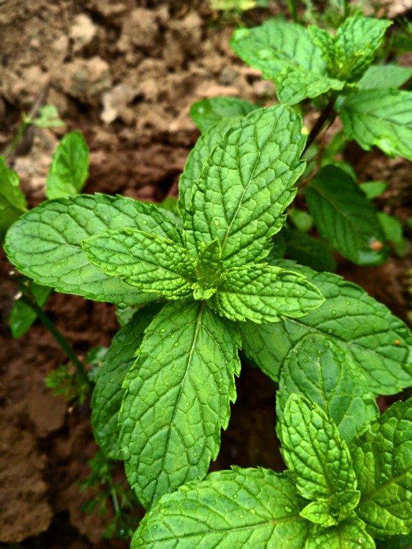 Мята колосковая(Mentha spicata l.)
