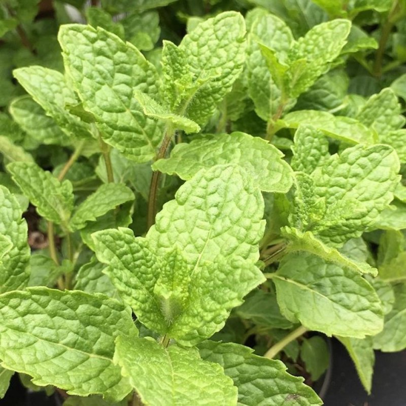 Mentha spicata