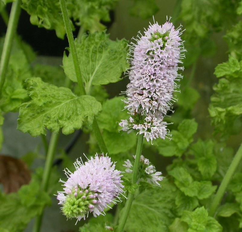 Мята Mentha spicata Moroccan
