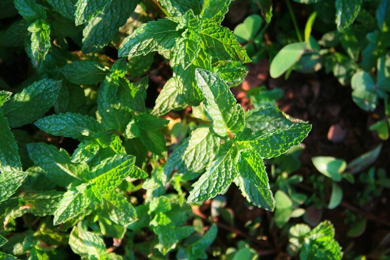 Мята Земляничная ( Mentha species Erdbeerminze)