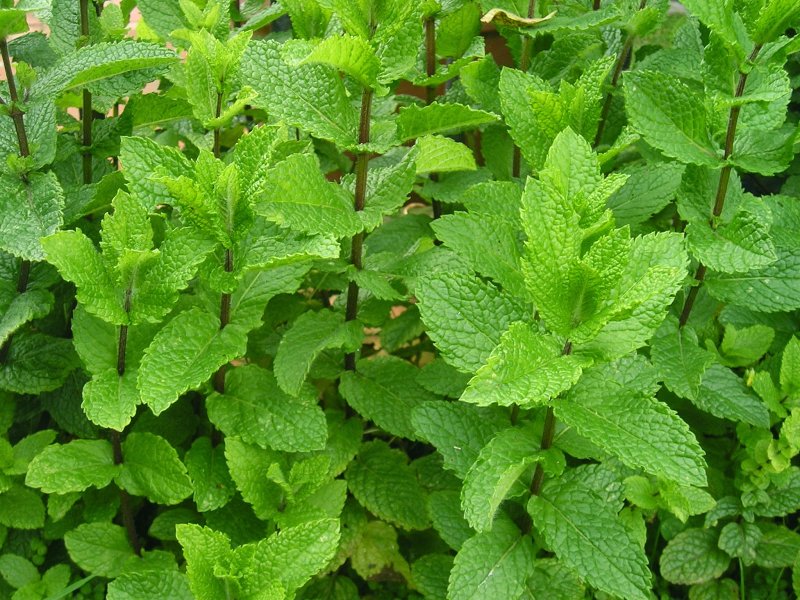 Mentha spicata мята колосистая