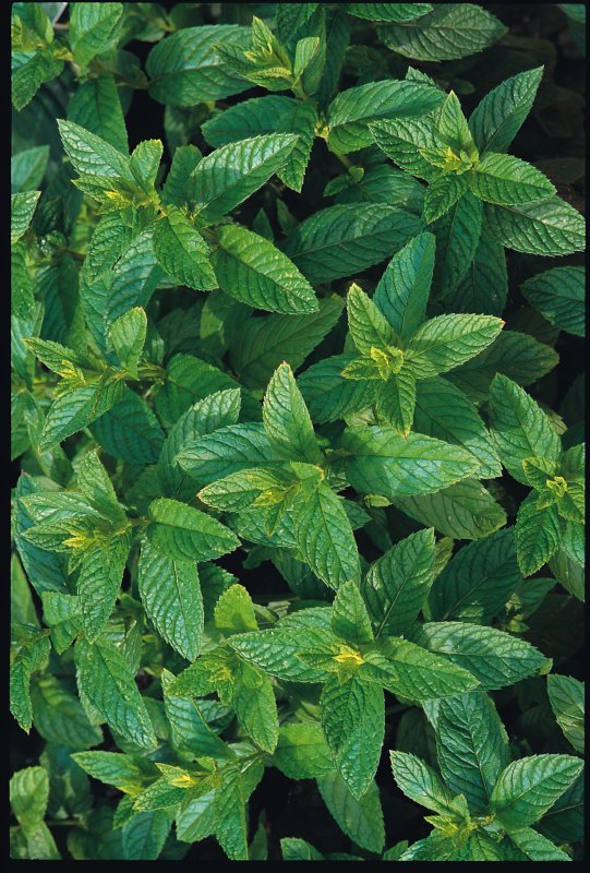 Мята Колосовая (Mentha spicata)