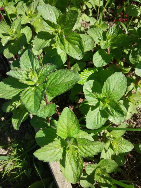 Мята Колосовая (Mentha spicata)
