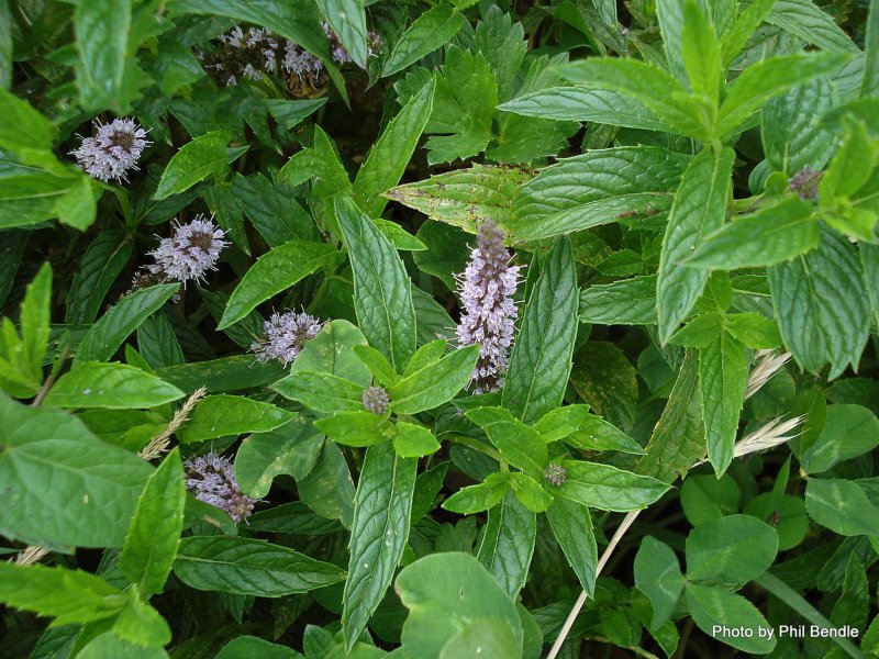 Mentha spicata мята колосистая