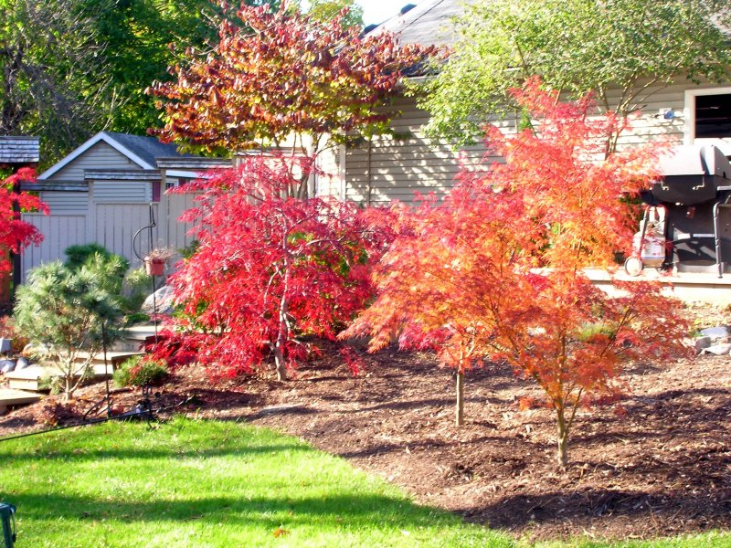 Acer palmatum 'Red Emperor'