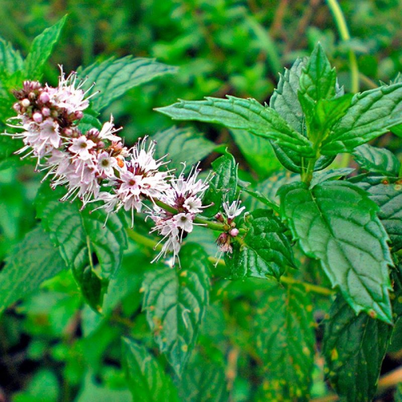 Mentha spicata