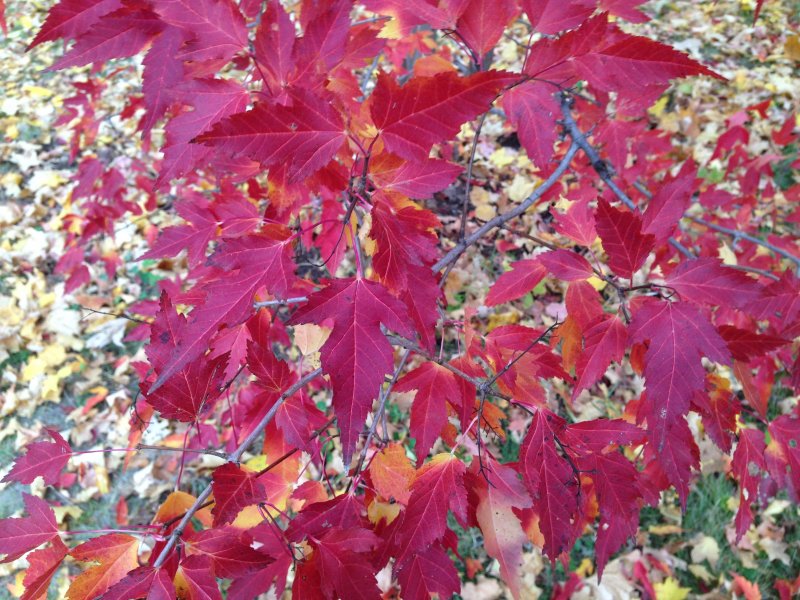 Клен красный Брендивайн Acer rubrum Brandywine