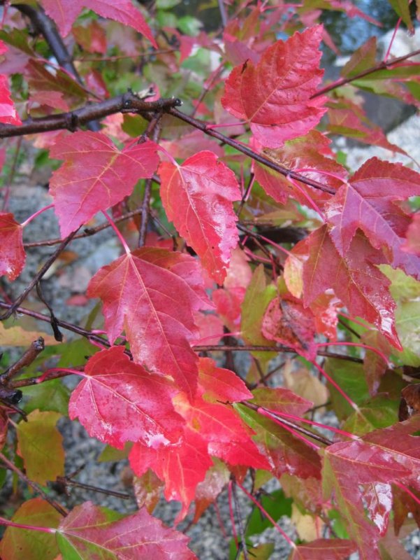 Acer rubrum (клен красный) 'Red Sunset'