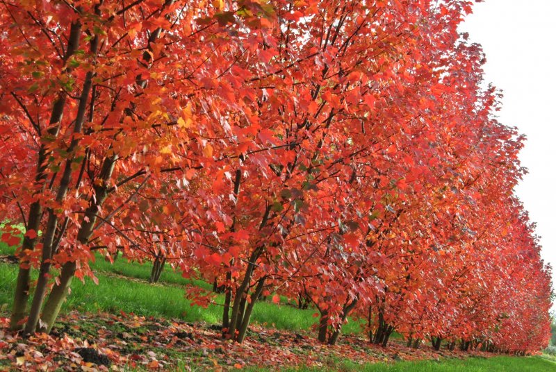 Клен красный Acer rubrum