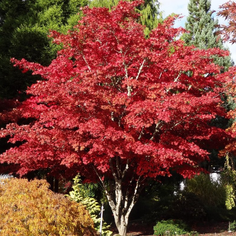Клен красный Acer rubrum