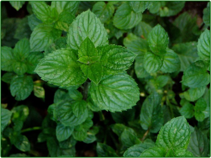 Mentha spicata