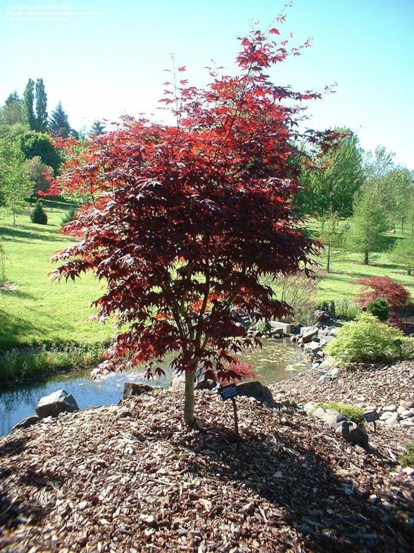 Acer palmatum 'Red Emperor'
