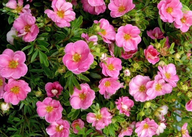 Лапчатка кустарниковая Pink Paradise